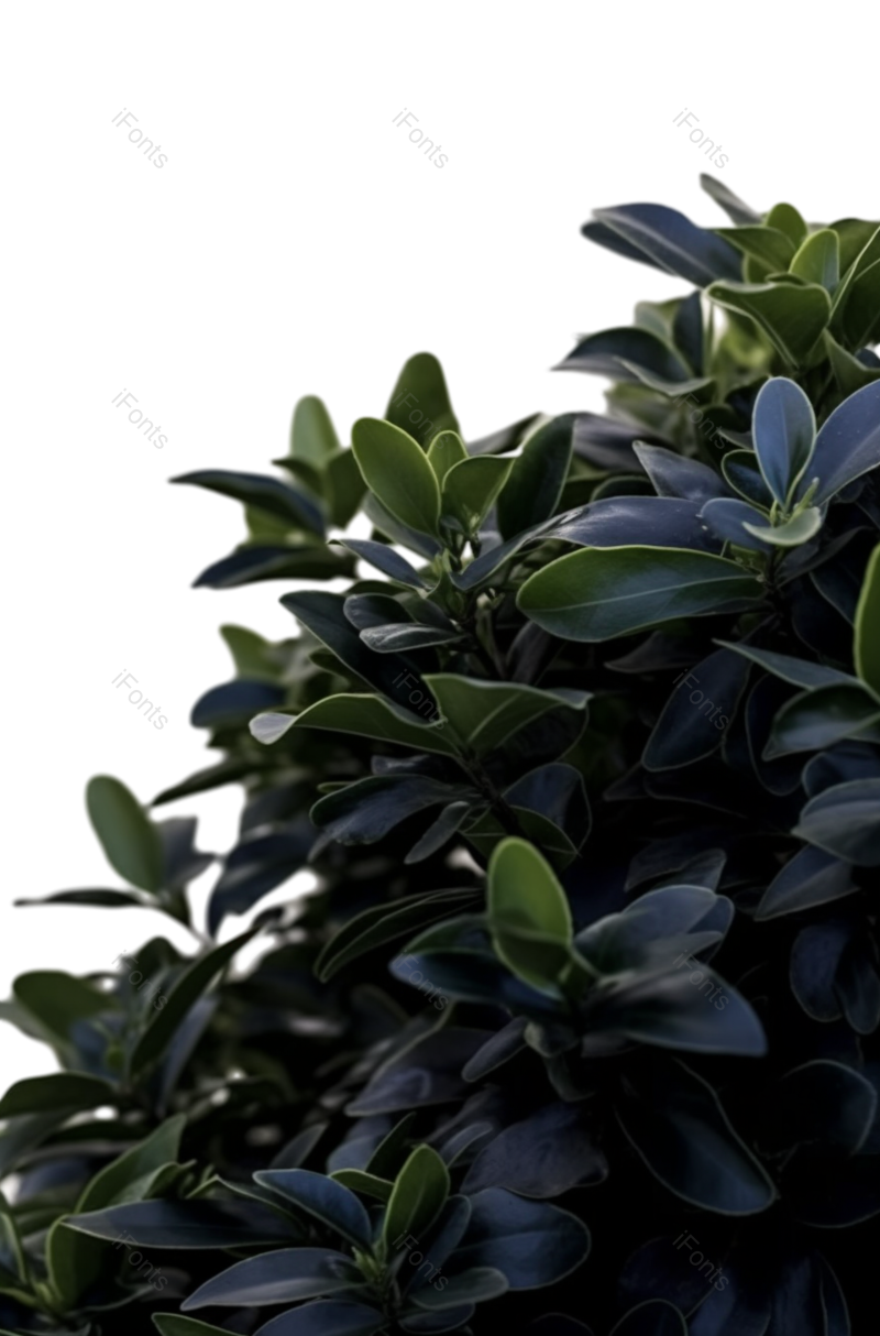 叶子图片,清新元素,摄影PNG,白色背景免抠素材